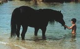 The Black Stallion (1979)