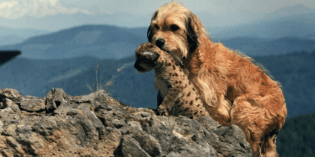 Benji the Hunted (1987)